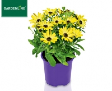 GARDENLINE®Margerite von Bornholm 1.29 €
