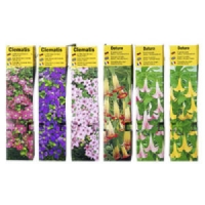 Beetpflanzen 1.00&nbsp;&euro;