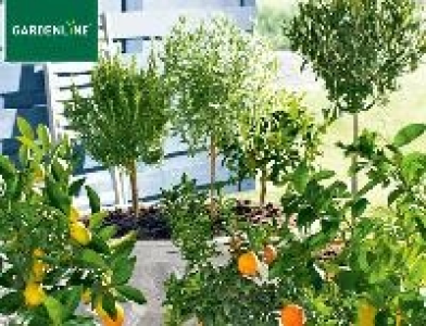Mediterranes Stämmchen 16.99 €
