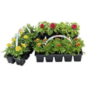 Beet- und Balkonpflanzen 1.99 €