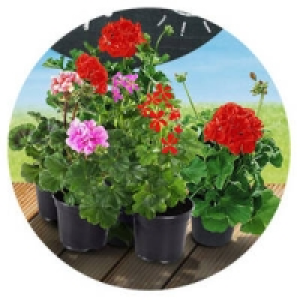 Geranien stehend oder hängend 1.11 €
