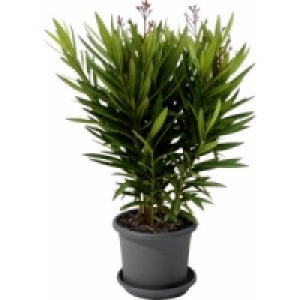 Oleander 18.49&nbsp;&euro;