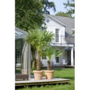 Hanfpalmen (Trachycarpus fortuneii) 89.00&nbsp;&euro;