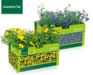 GARDENLINE®Balkon- und Kübelpflanzen 2.99 €