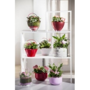 Bepflanzte Muttertags Arrangement