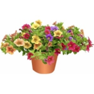 Petunie Trio (Petunia surfina)