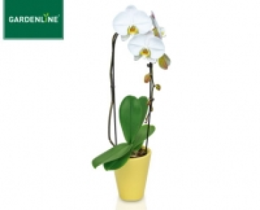 GARDENLINE®Phalaenopsis Cascade 9.99 €