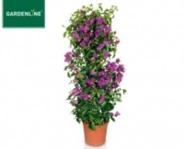 GARDENLINE®Balkon- und Terrassen-Pflanze