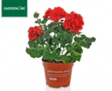 GARDENLINE®Solitär-Geranie, stehend 1.29 €