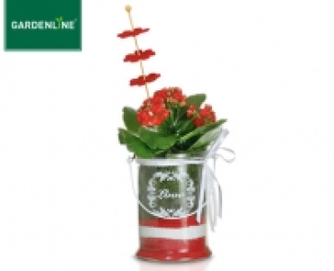 GARDENLINE®Pflanze zum Muttertag 3.99 €