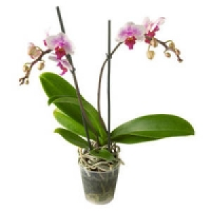 Phalaenopsis 8.88&nbsp;&euro;