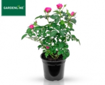 GARDENLINE®Rose, exklusiv 4.59 €