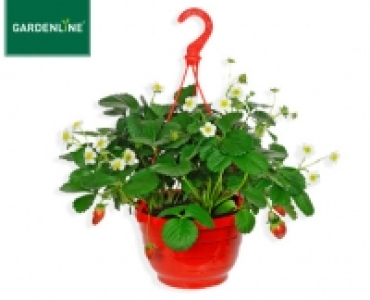 GARDENLINE®Erdbeer-Ampelpflanze 3.99 €