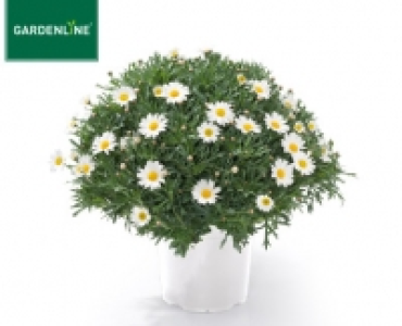 GARDENLINE®Margeriten-Busch 3.99 €