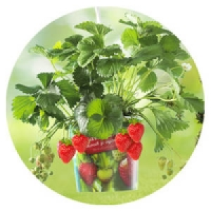Erdbeerpflanzen 7.99 €