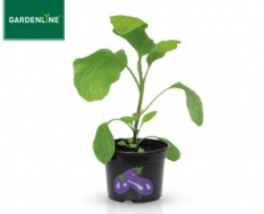 GARDENLINE&reg;Gem&uuml;sepflanze 1.39&nbsp;&euro;