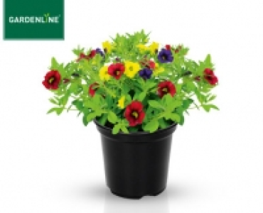 GARDENLINE&reg;Mini-Petunie 1.79&nbsp;&euro;