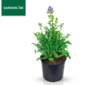 GARDENLINE&reg;Solit&auml;rstaude 1.99&nbsp;&euro;