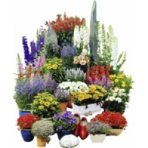 Stauden 2.29 €