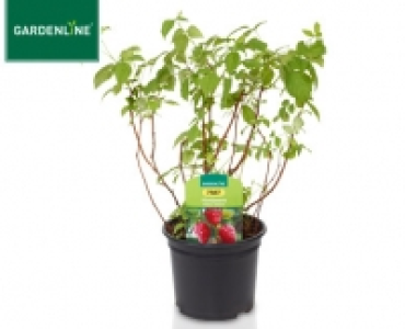 GARDENLINE®Beerenstrauch 3.59 €