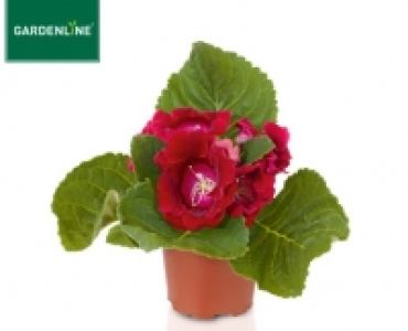 GARDENLINE®Blühende Pflanze 1.49 €
