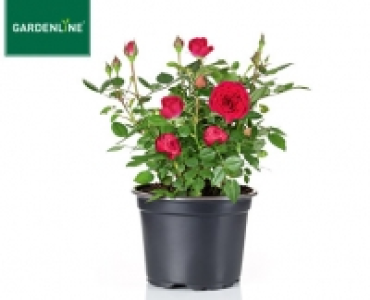 GARDENLINE®Lizenz-Gartenrose 3.99 €