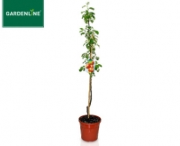 GARDENLINE®Spalier- oder Säulenobst