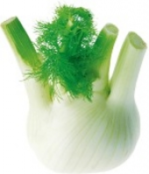 Fenchel 3.99 €