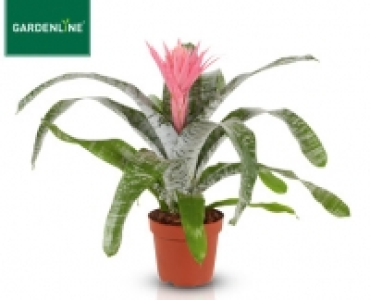 GARDENLINE®Exotische Blühpflanze 5.99 €