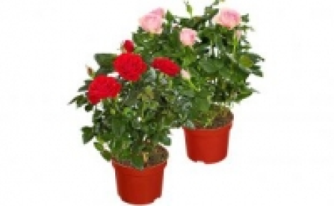 Topfrose 1.99&nbsp;&euro;