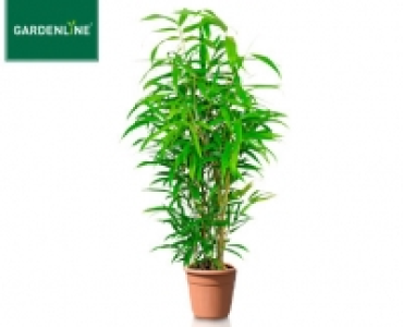 GARDENLINE®Palme oder Bambus