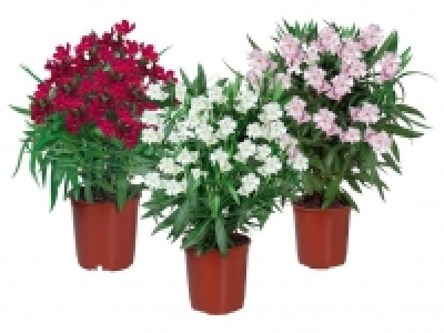 Oleander 4.99&nbsp;&euro;