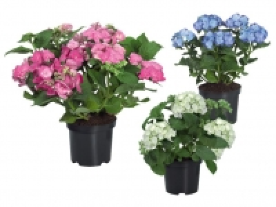 Gartenhortensie 5.99 €