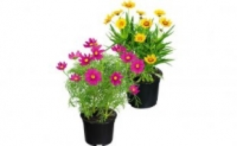 Sommerstaude 1.99 €
