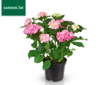 GARDENLINE®Gartenhortensie 5.99 €