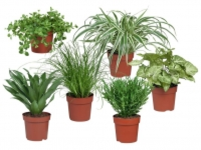 Grünpflanze 1.79 €