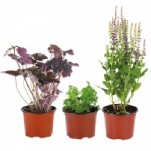 Stauden 1.49 €