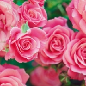 Topfrose 1.99&nbsp;&euro;