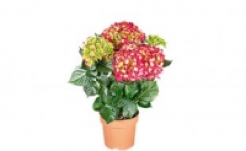 Hortensie 4.99 €