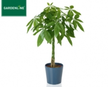 GARDENLINE®Pflanzenrarität im Keramiktopf