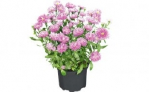Aster novi belgii 1.49&nbsp;&euro;