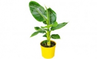 Netto  Bananenpflanze