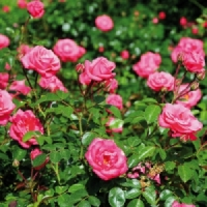 Rosen-Schale 4.99 €
