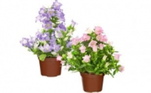 Glockenblume 3.99 €