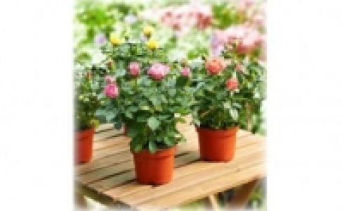 Topfrosen 1.99&nbsp;&euro;