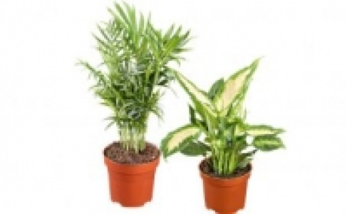Grünpflanze 1.99 €