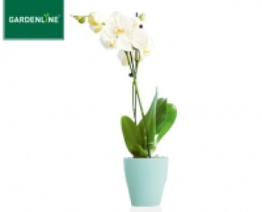 GARDENLINE&reg;Orchidee im Keramiktopf 6.99&nbsp;&euro;