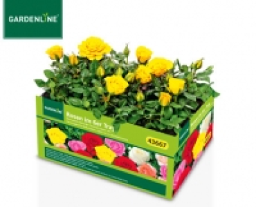 GARDENLINE&reg;Rosen im 6er-Tray 4.99&nbsp;&euro;