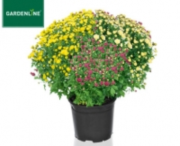 GARDENLINE®Chrysanthemen-Busch 3.99 €