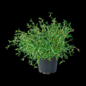 Freilandkr&auml;uter 1.79&nbsp;&euro;